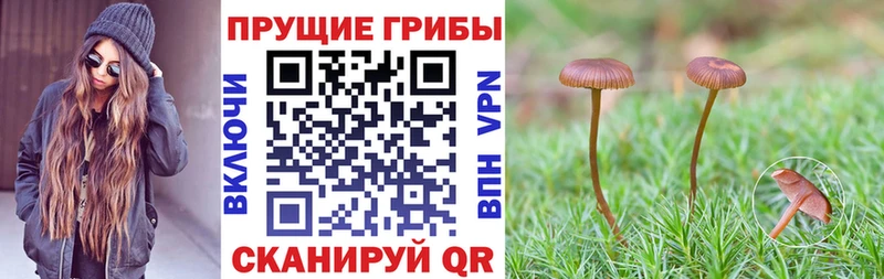 как найти закладки  darknet какой сайт  Псилоцибиновые грибы Psilocybe  Кочубеевское 